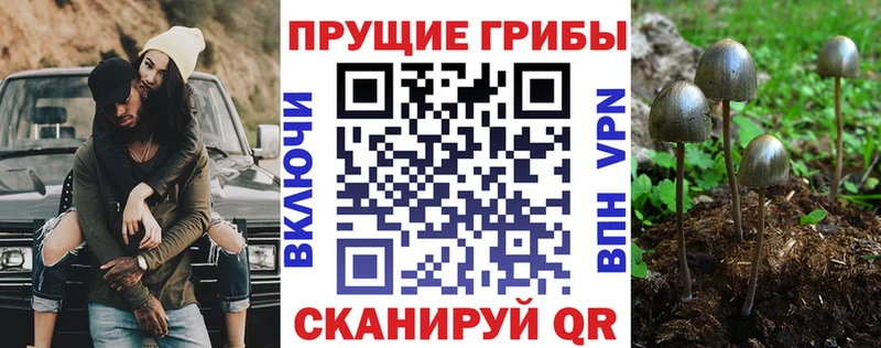 Псилоцибиновые грибы Psilocybine cubensis Власиха